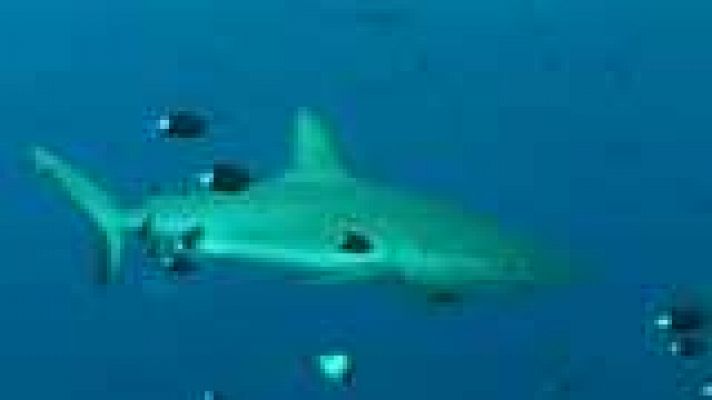 Paraísos submarinos - Viaje al mar II