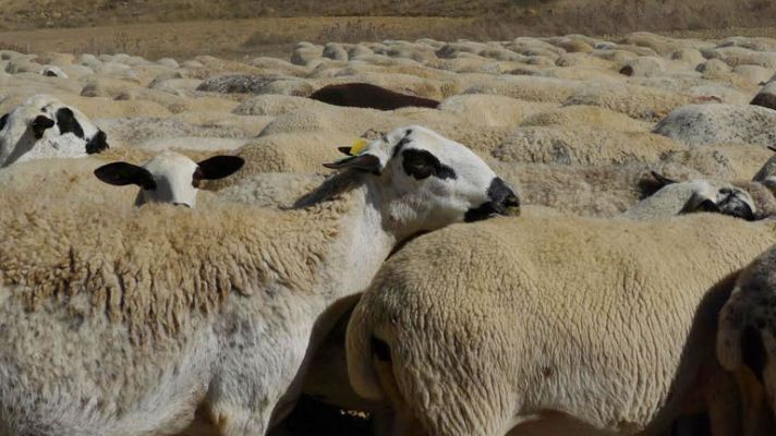 Al rico ternasco de Aragón