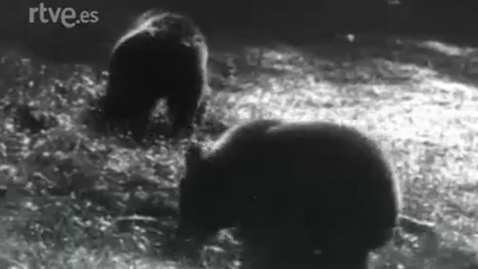 Fauna - Una familia de osos pardos