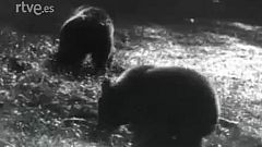 Fauna - Una familia de osos pardos