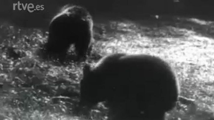 El planeta azul - Una familia de osos pardos