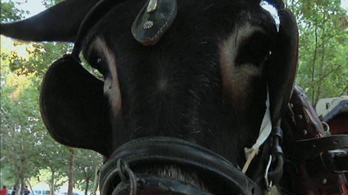 Aquí la Tierra - Cirilo, el burro anuncio