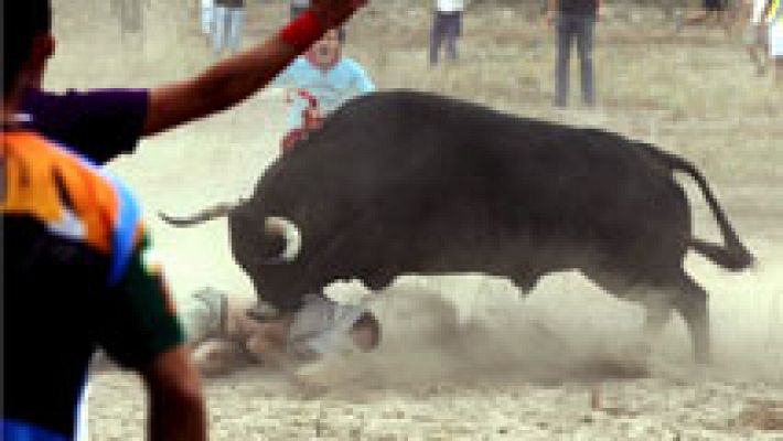 El polémico Toro de la Vega