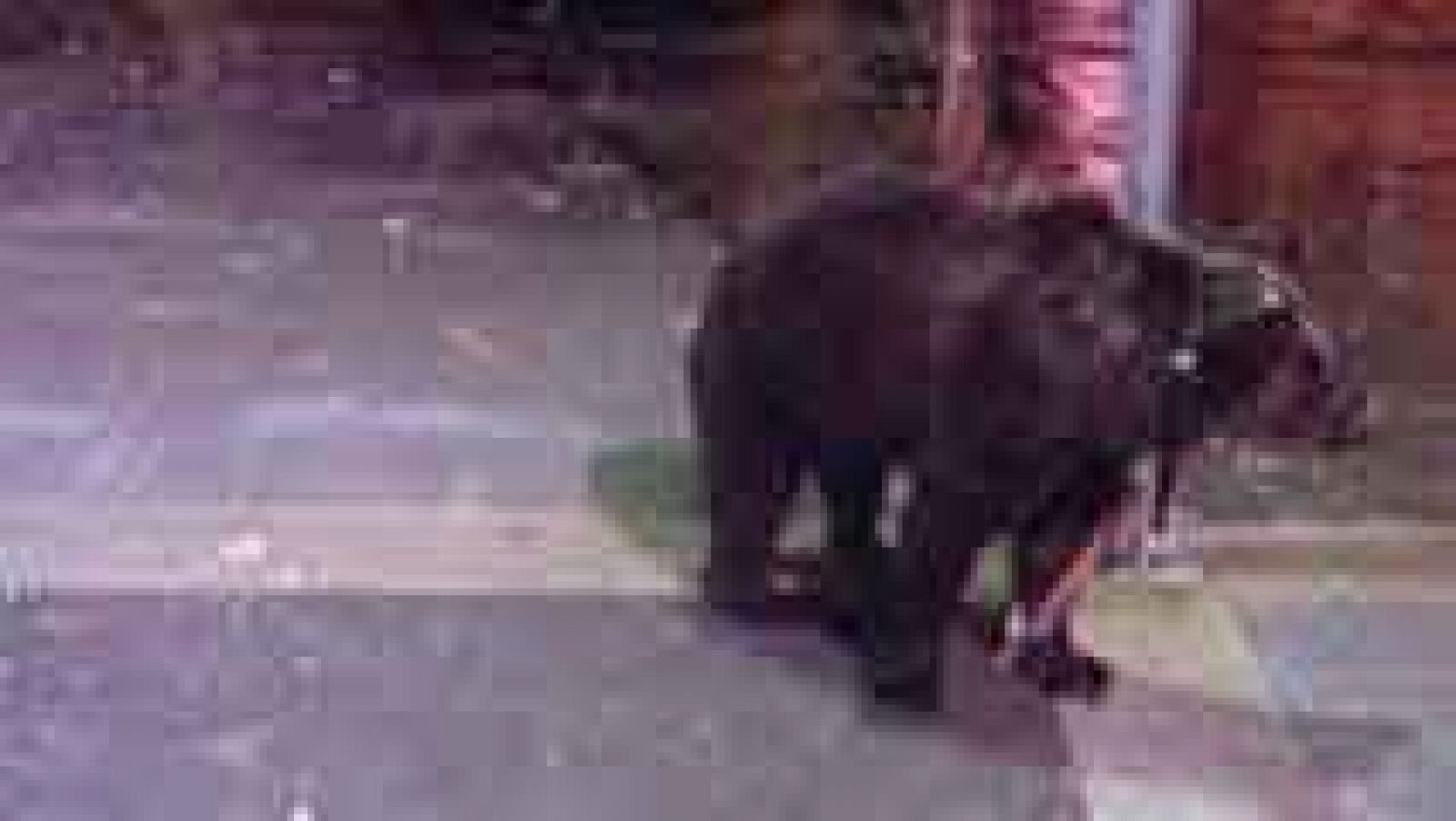 Telediario 1: Domador deja a su oso atado a una farola para irse a un bar | RTVE Play