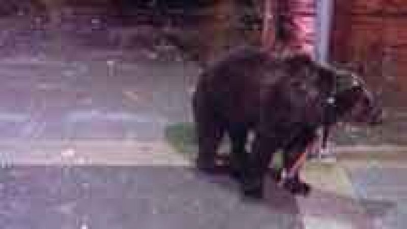 Un domador deja a su oso atado a una farola para irse a un bar