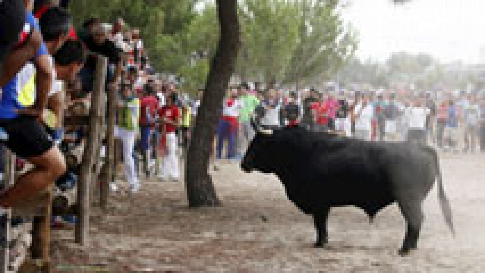 La mañana: Toro de la Vega, ¿ sí o no? | RTVE Play