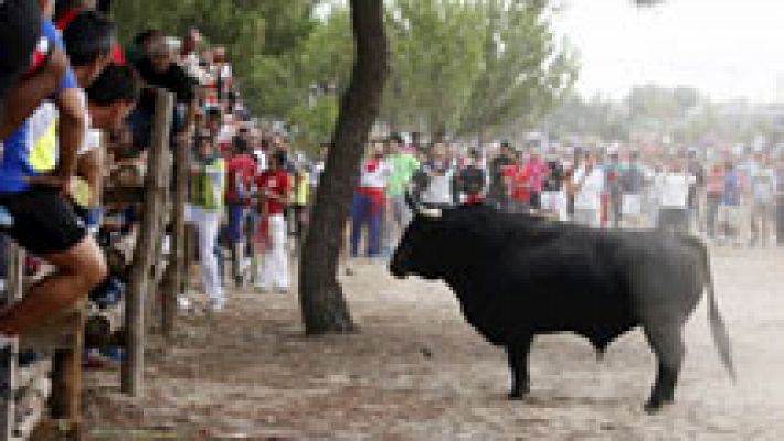 La mañana - Toro de la Vega, ¿ sí o no?