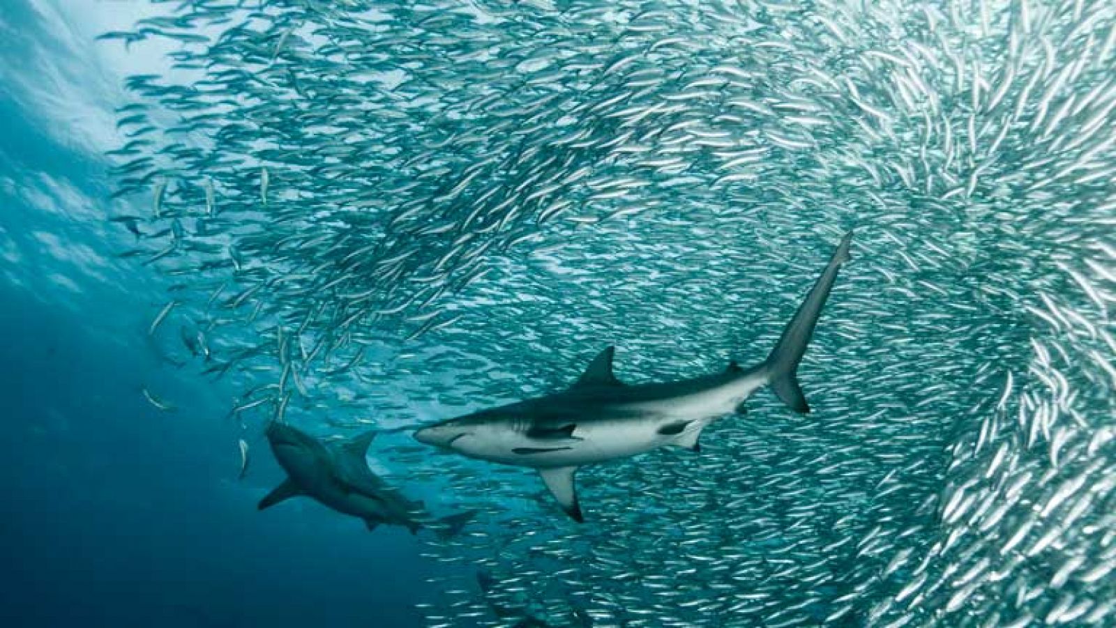 'Life', la espectacular serie documental de la BBC, se estrena en La 2 - Documenta2 | Ver