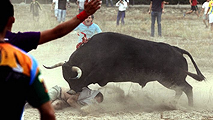 Polémica celebración del Toro de la Vega en Tordesilla
