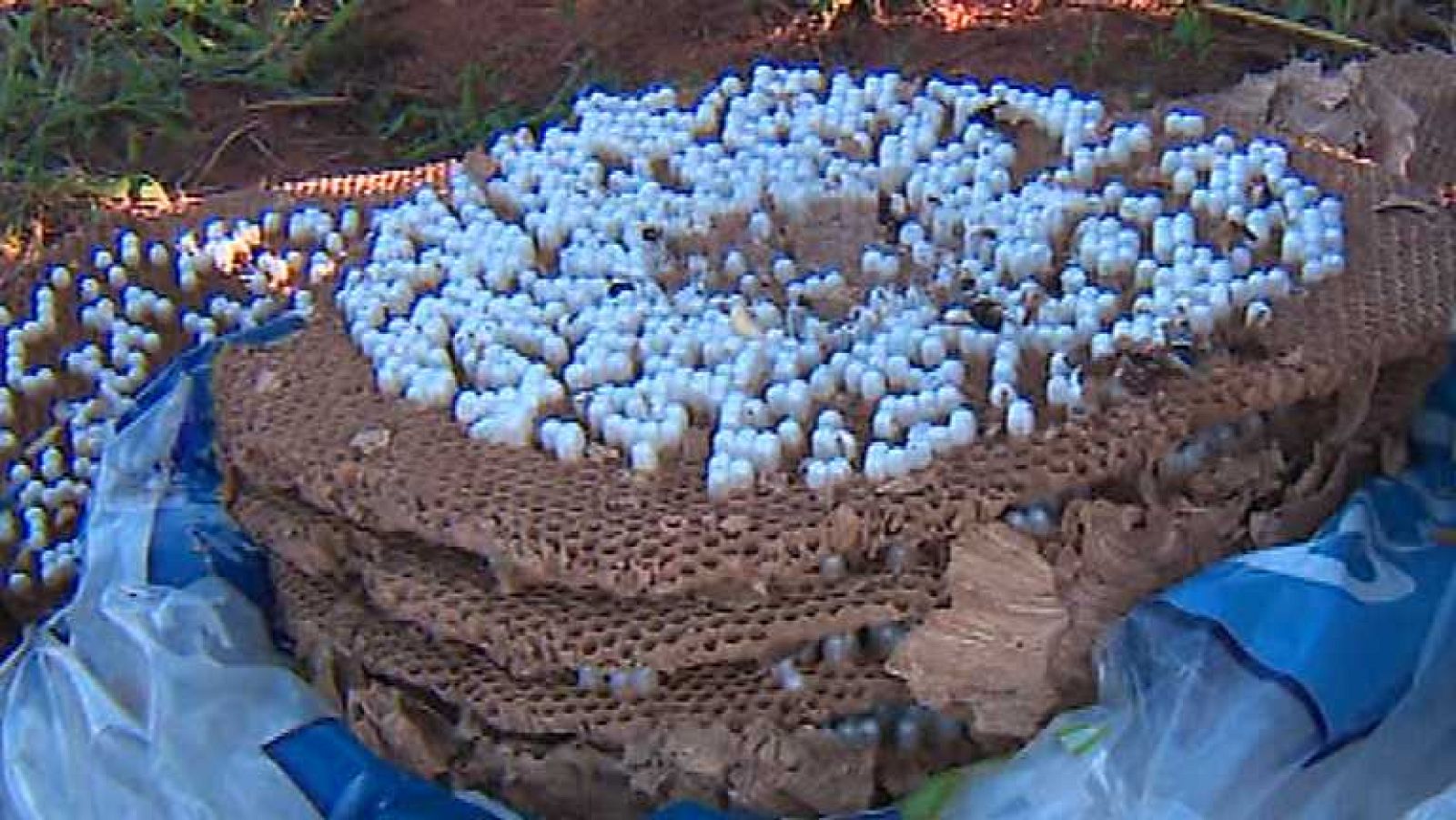 España en 24 horas - 17/09/14 - Ver ahora