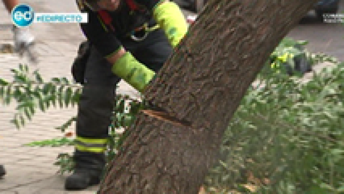España Directo - Caen dos árboles en Madrid en el mismo día