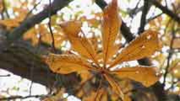 Telediario 1 - El otoño será más calido de lo normal