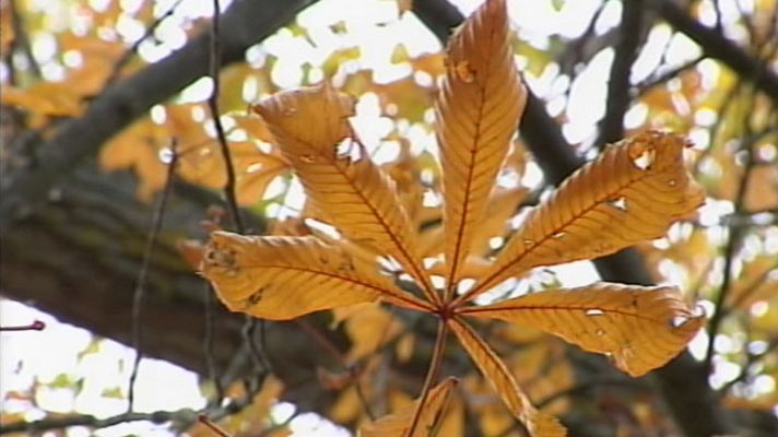 Telediario 1 - El otoño será más calido de lo normal