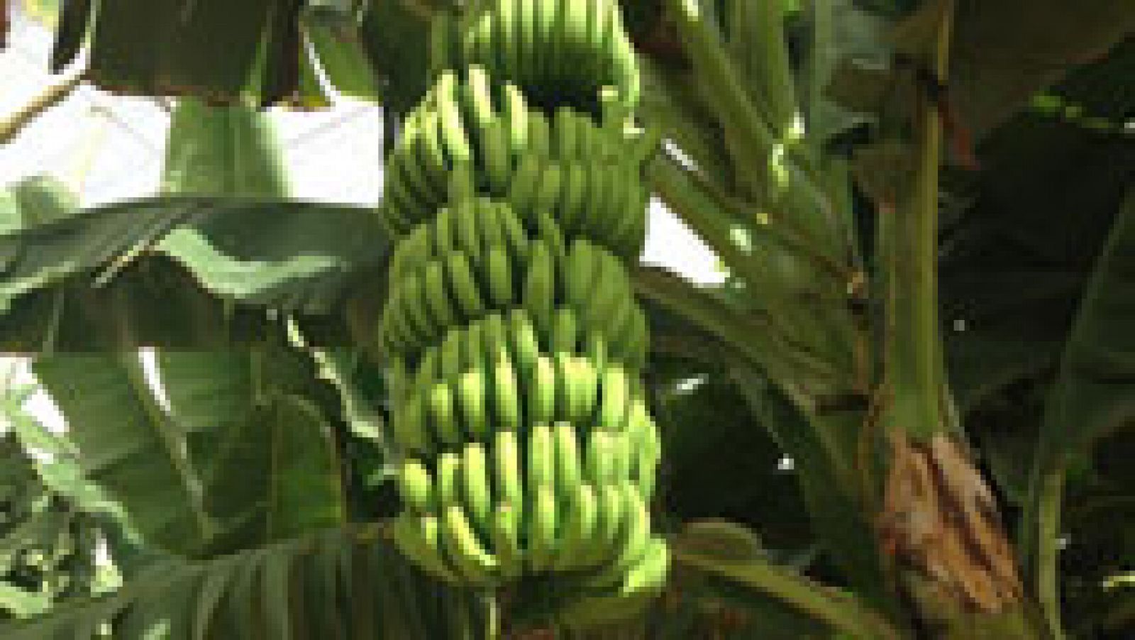 Aquí la Tierra: Al rico plátano canario | RTVE Play