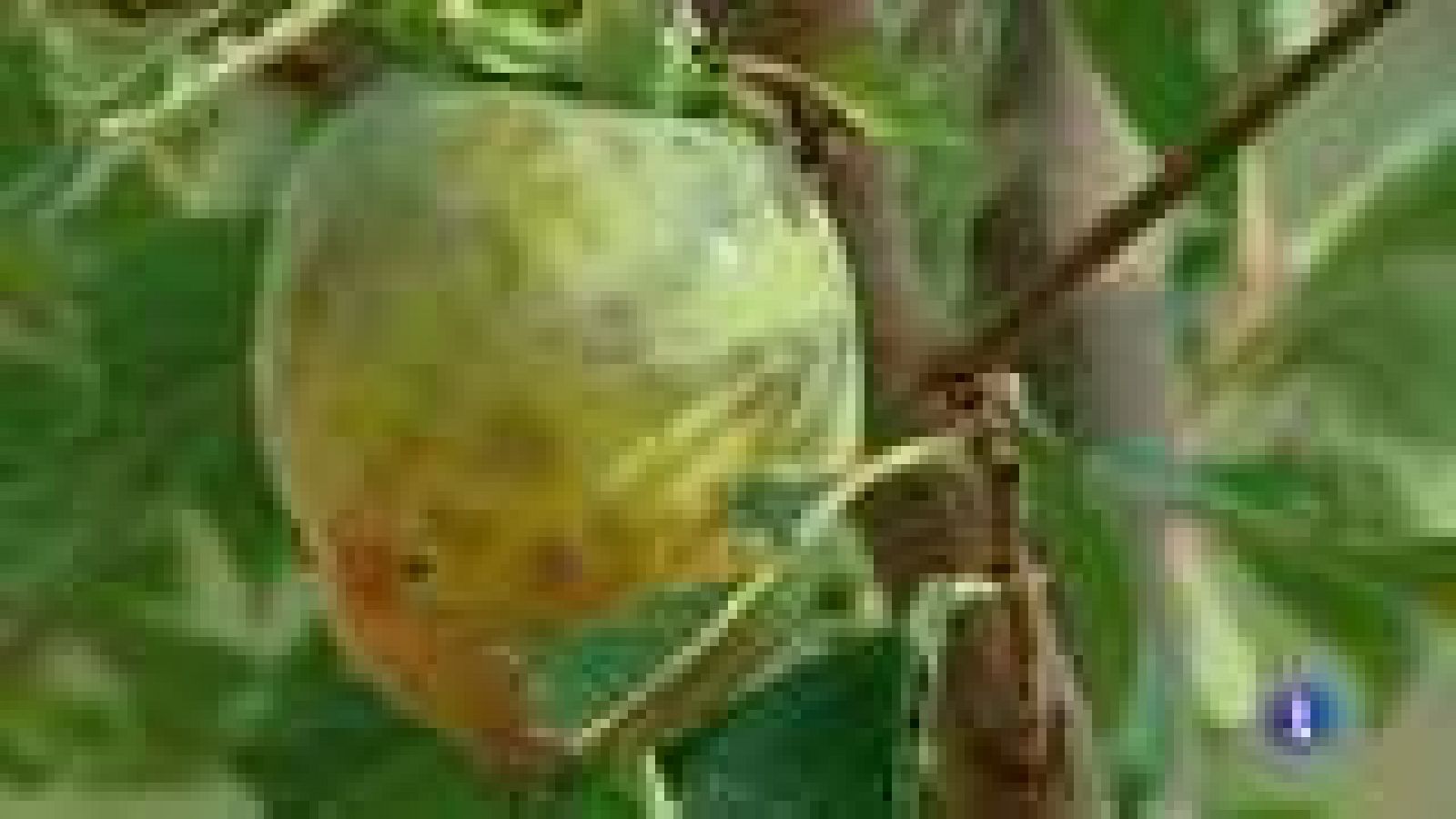 La Comunidad Valenciana en 2' - 25/09/14 - Ver ahora