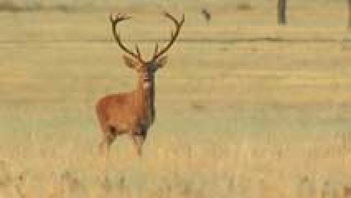 Telediario 1 - Comienza la berrea en el Parque Nacional de Cabañeros