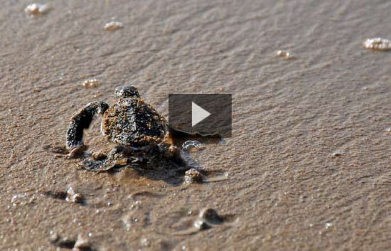 Un equipo de biólogos ha instalado un transmisor en una tortuga verde para intentar desentrañar su misterio. Cuando salen del cascarón se meten en el mar y desaparecen durante tres o cuatro años, cuando vuelven para aparearse (4/09/08).
