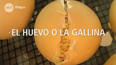 ¿El huevo o la gallina?