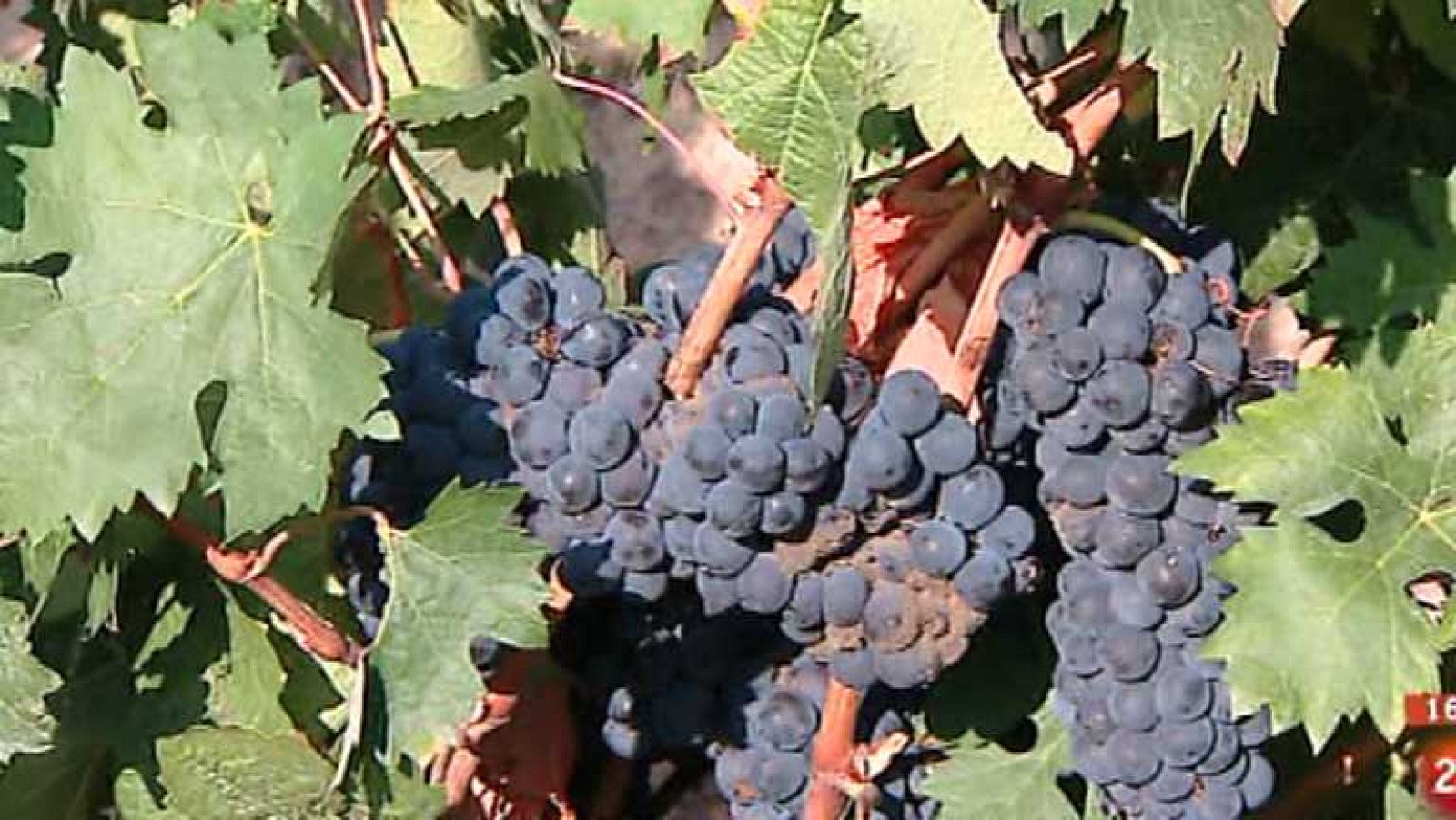 España en 24 horas - 01/10/14 - Ver ahora