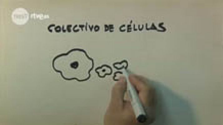 Colectivo de células