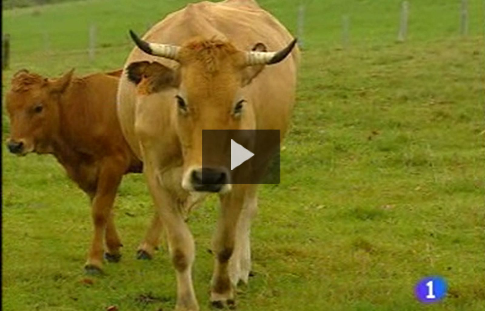 Ha entrado desde Francia y afecta al norte de España. El Gobierno ha ampliado la vacunación a todo el país, ante el temor de que este virus se extienda. La enfermedad se da en ovejas, cabras y vacas, pero no en las personas.