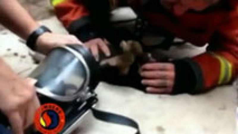 Un bombero hace el boca-hocico a un cachorro en Sagunto, en Valencia