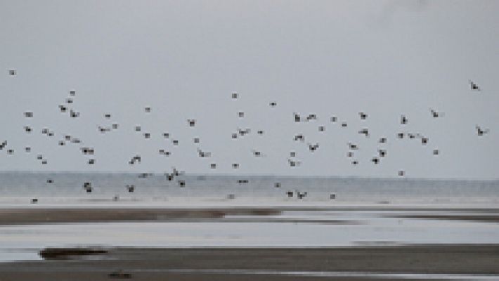 La acción humana pone en peligro a muchas especies de aves