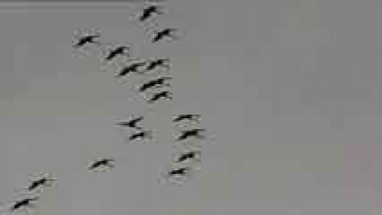 Comienza octubre, mes de migración para muchas aves