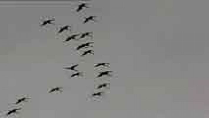 Telediario 1 - Comienza octubre, mes de migración para muchas aves