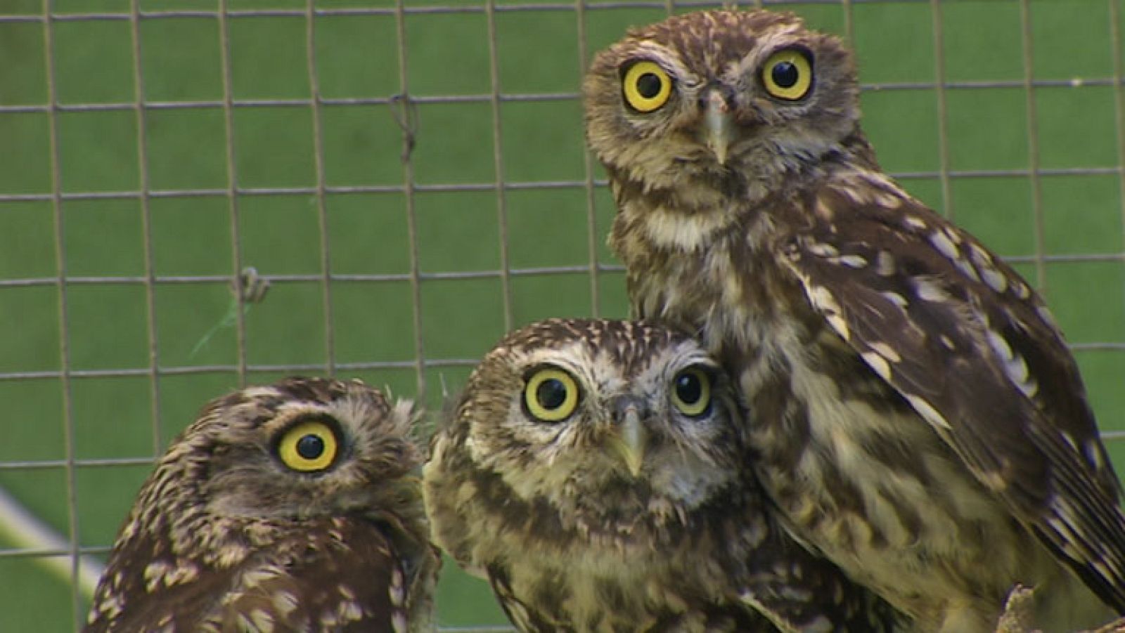 Visita al único centro español especializado en la recuperación de aves nocturnas