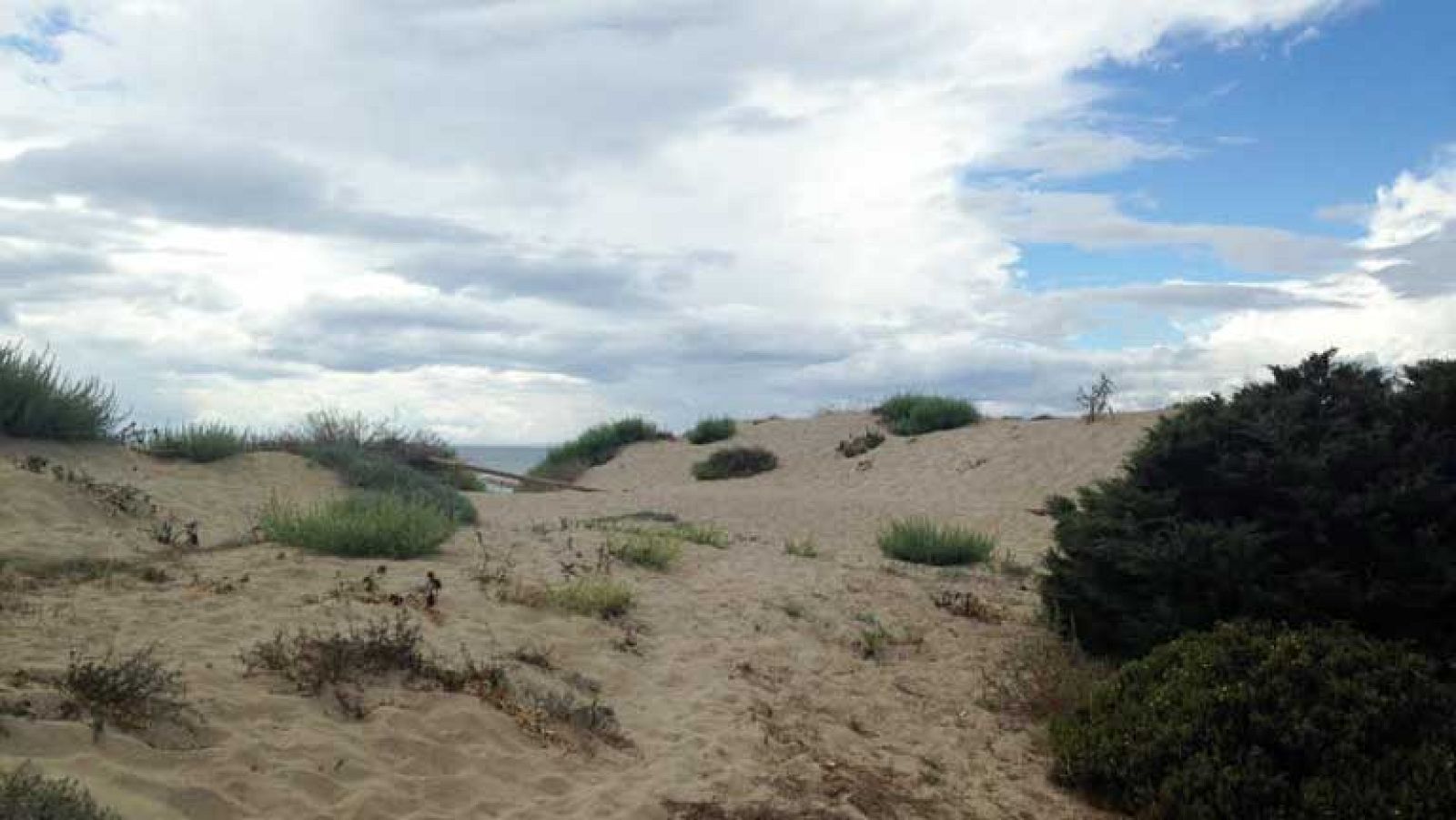 La cara oculta de las dunas marbellíes