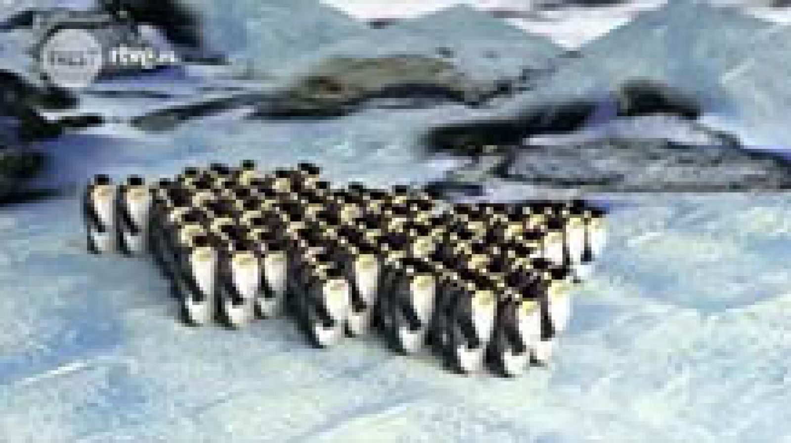 tres14: El movimiento de los pingüinos | RTVE Play