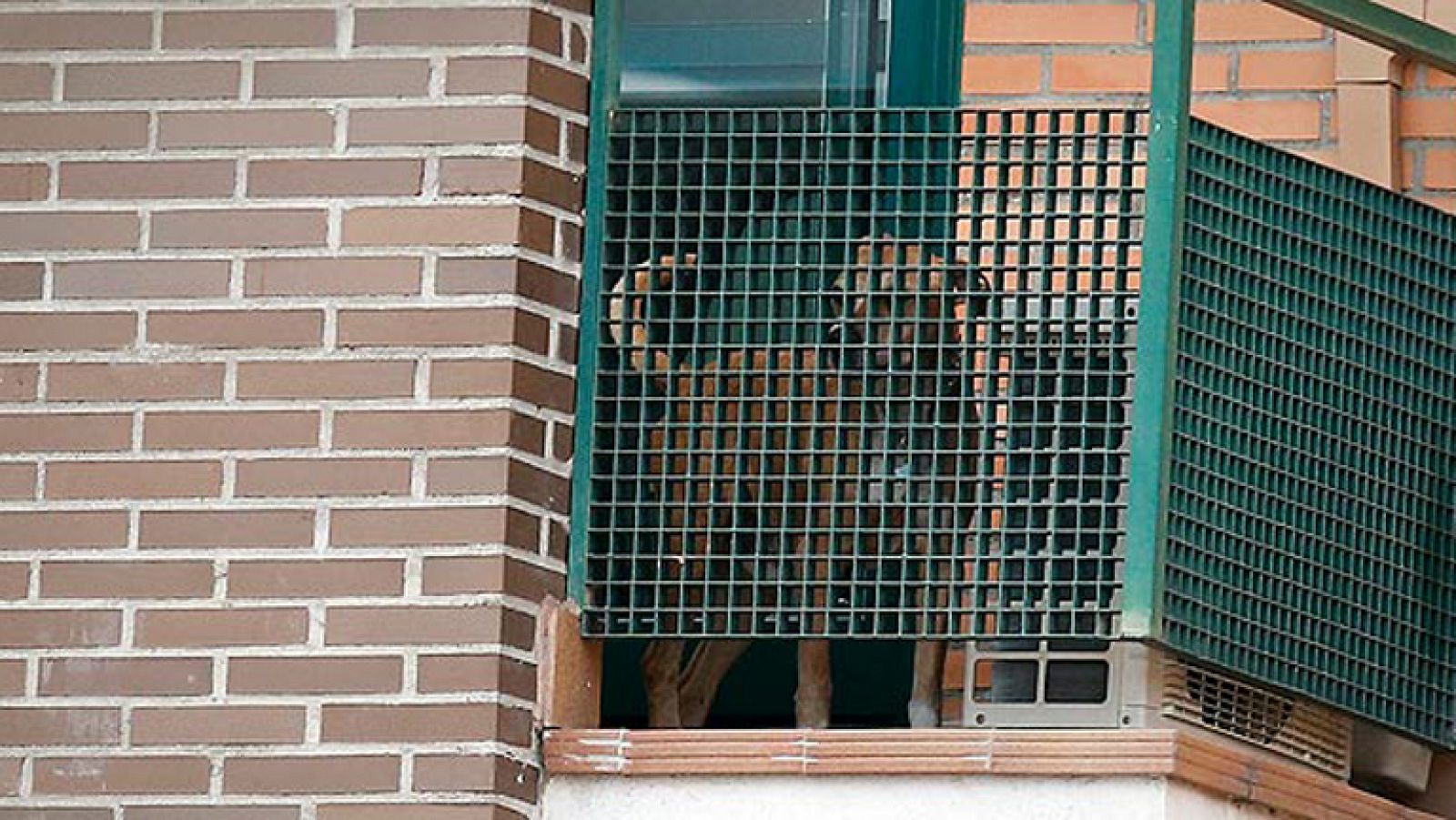 El perro de la infectada de ébola es sacrificado