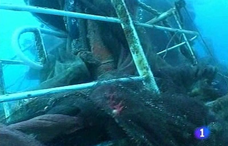 Un año de la tragedia del 'Nuevo Pepita Aurora'