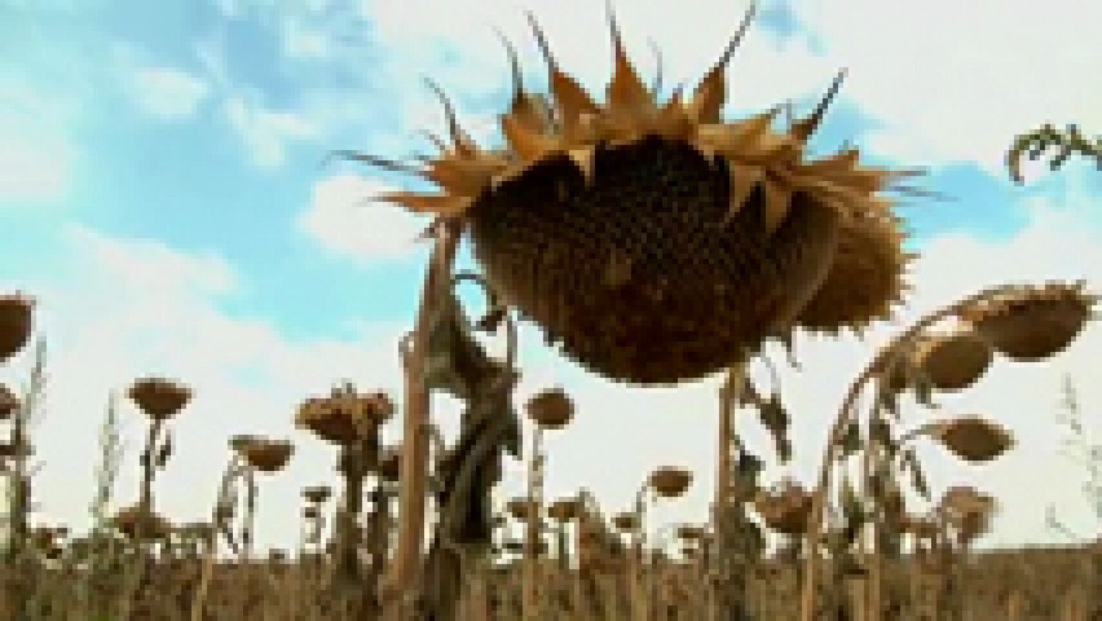 Aquí la Tierra: Los girasoles, en busca del sol | RTVE Play