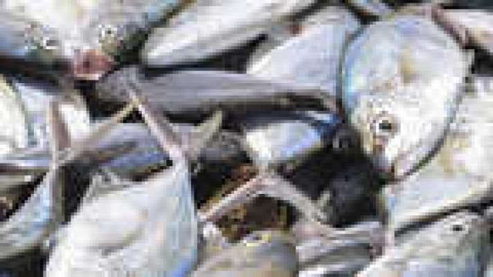 Documentos TV - Pescado ¿no tan sano?