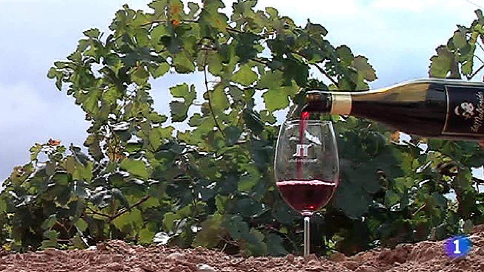 Para beber buen vino no es necesario gastar mucho dinero | Ver