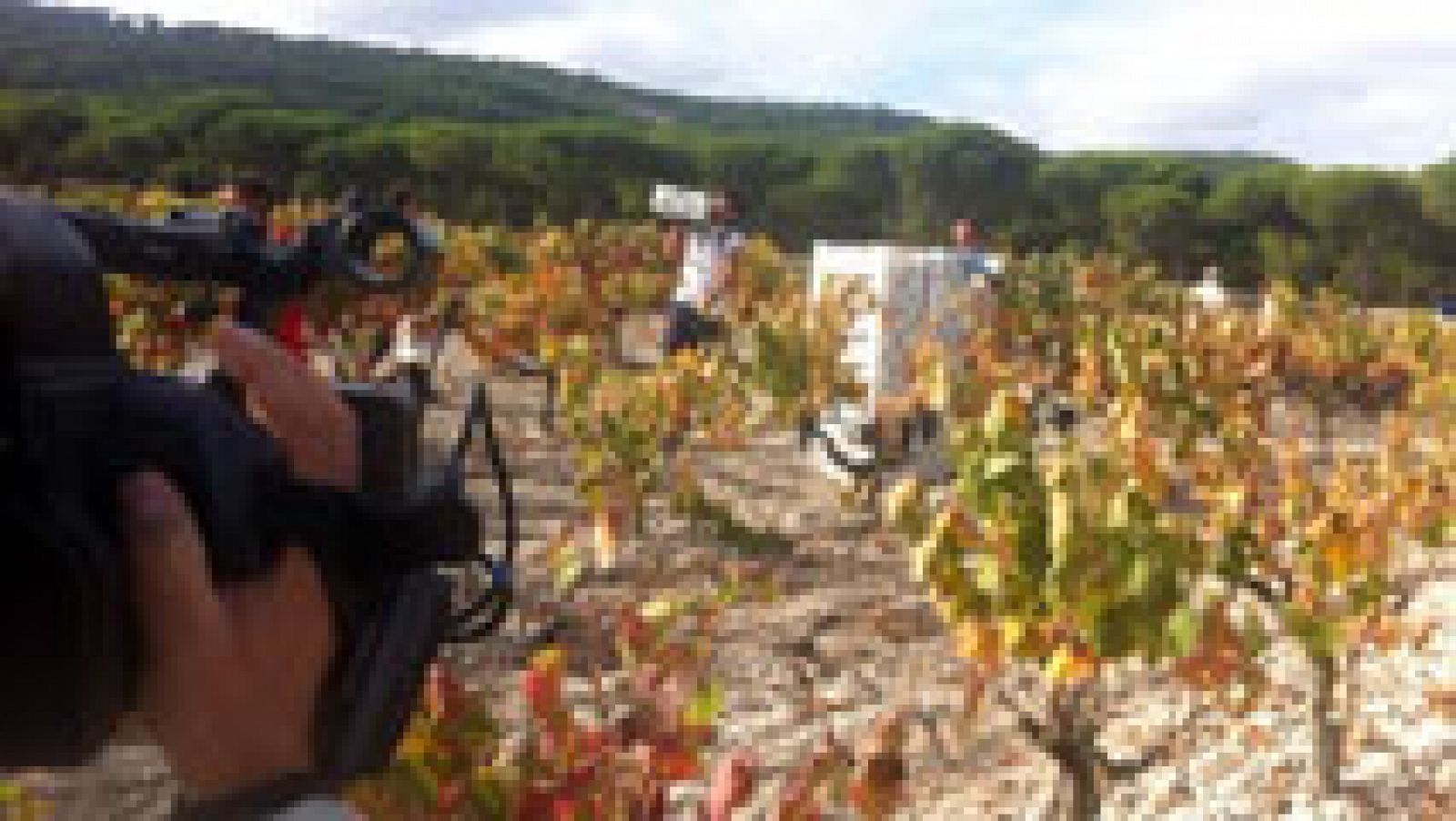 Aquí la Tierra: Vega Sicilia, el rey de los vinos | RTVE Play