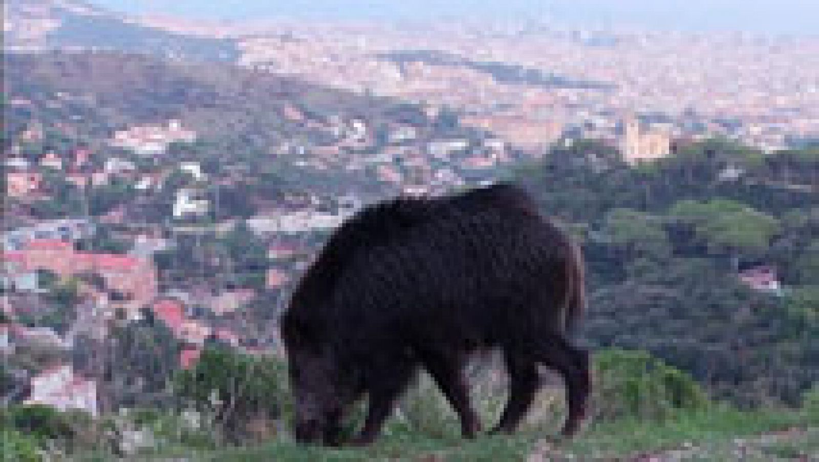 Aquí la Tierra: Jabalíes vecinos del barrio | RTVE Play