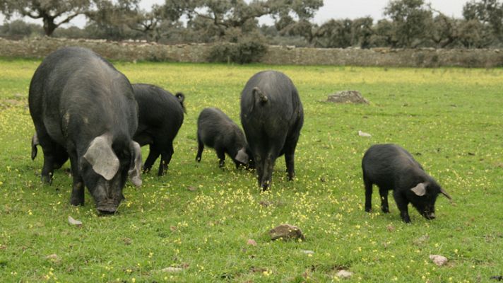 Telediario 1 - Ocho de cada diez especies autóctonas ganaderas están en peligro de extinción