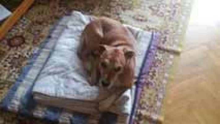 La mañana - ¿Fue correcto sacrificar a Excalibur?