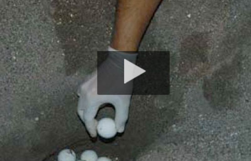 El CSIC 'siembra' huevos de tortuga boba para repoblar costas