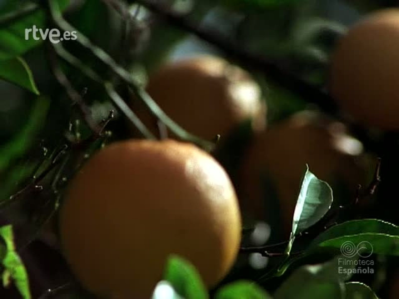 LOS REYES DE ESPAÑA EN CASTELLON DE LA PLANA | Ver