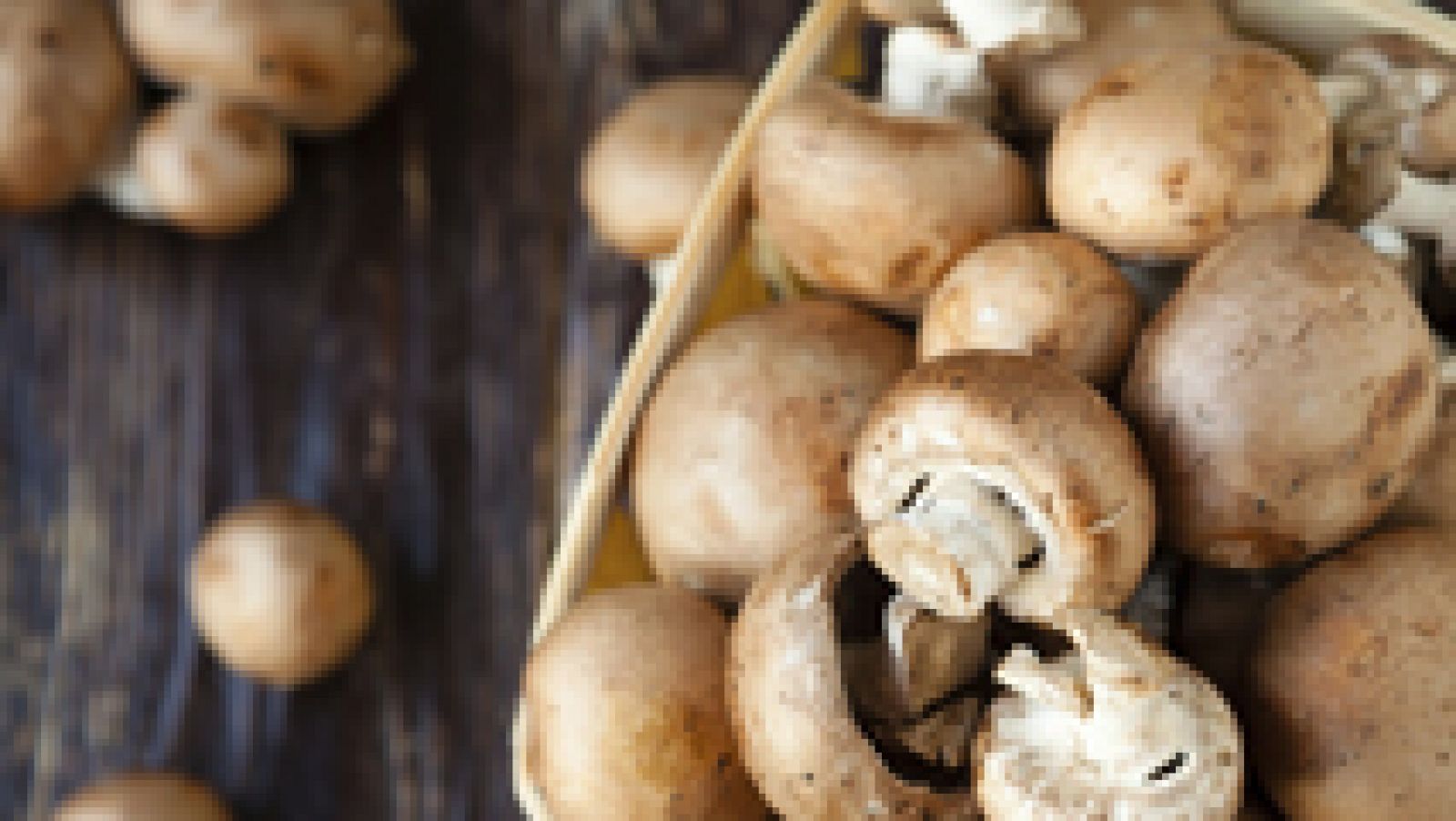Setas por doquier para recoger y comer