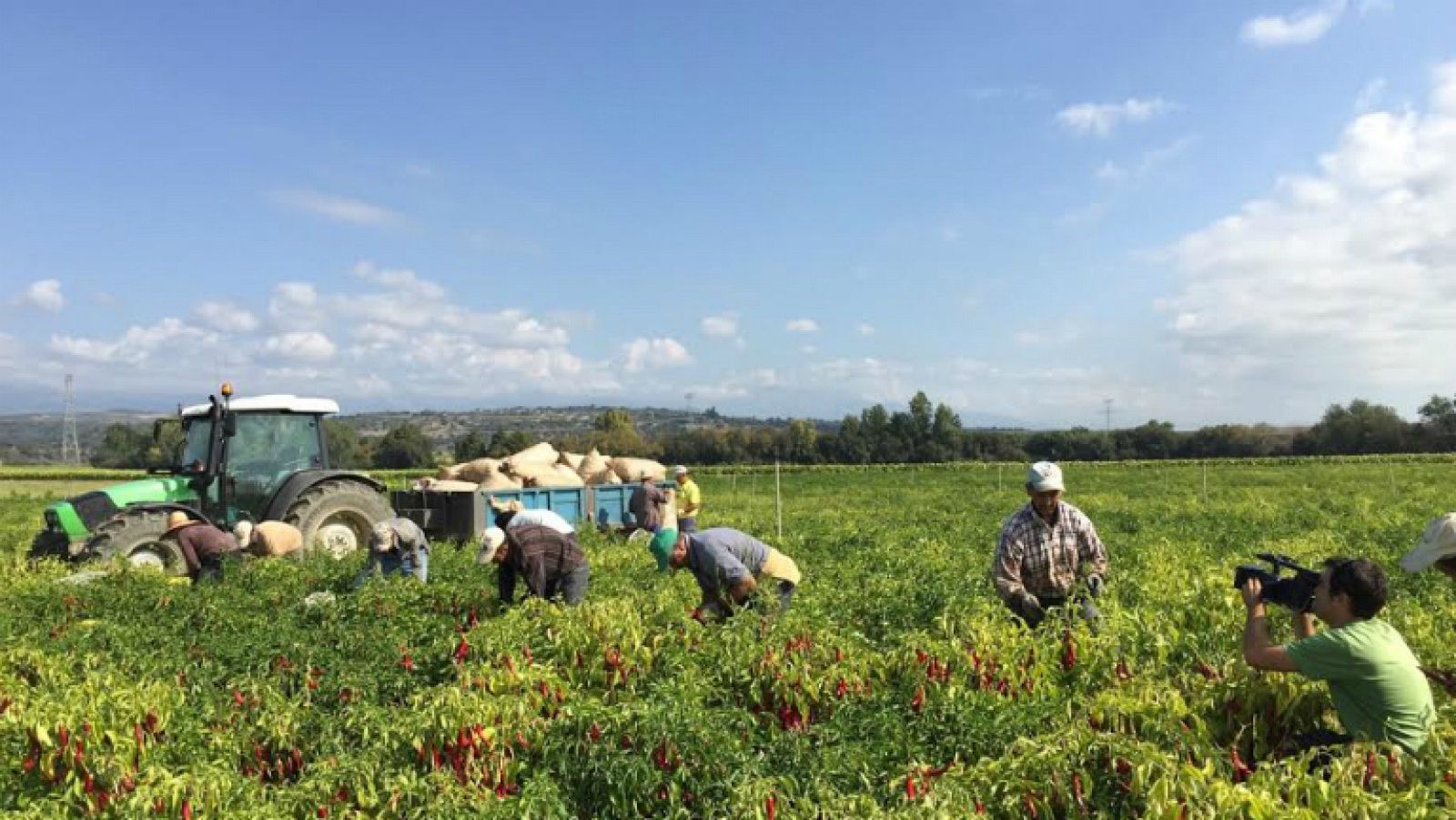 El oro rojo del pimentón de la Vera