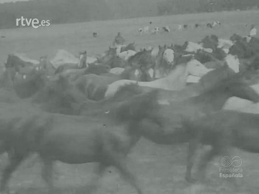 RODEO Y YERRA DE GANADO EN ARGENTINA