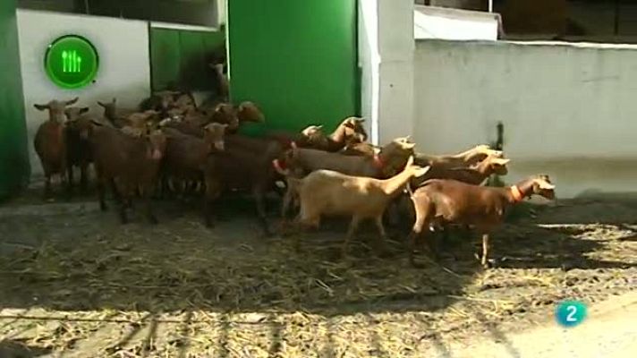 Agrosfera - La cabra malagueña