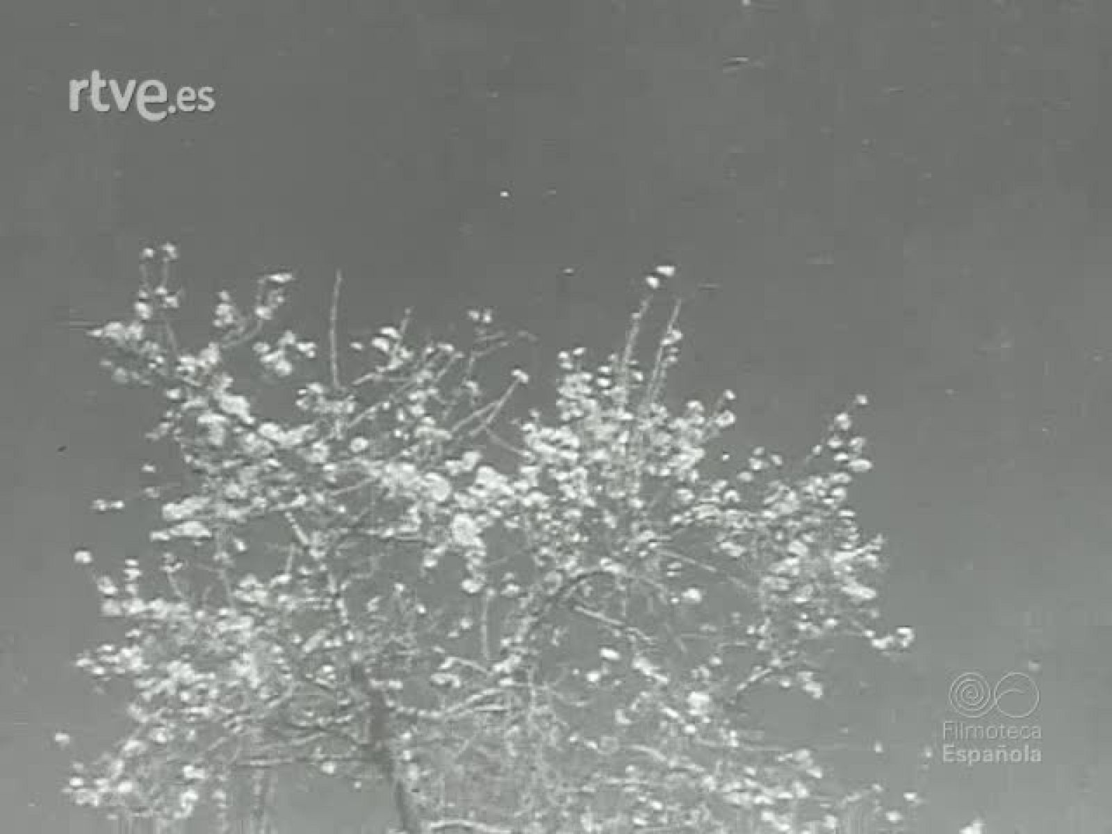 LA MUJER Y LA GUERRA | Ver