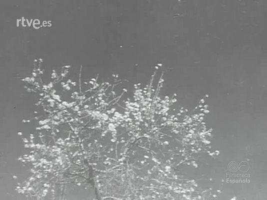 Archivo Histórico - LA MUJER Y LA GUERRA