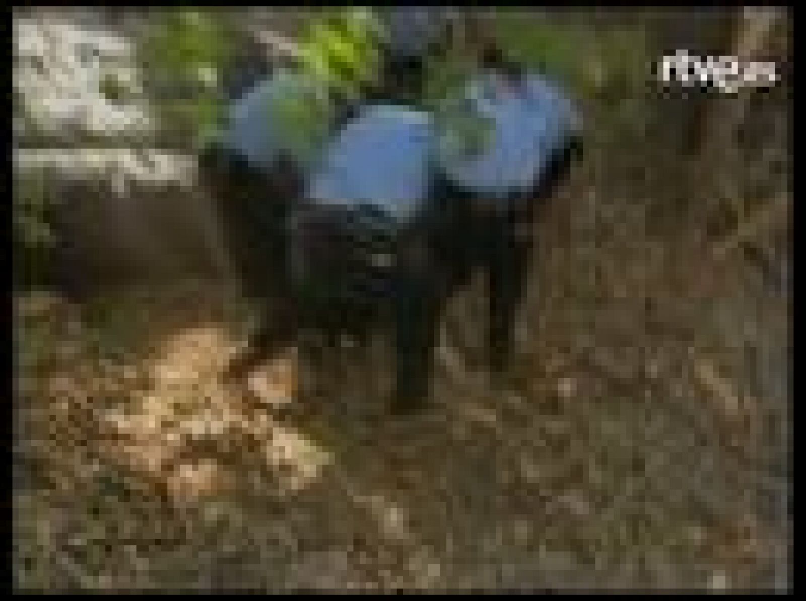 Me pareció ver un lindo... osito